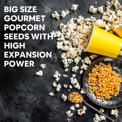 5:15PM Popcorn Kernel Seeds– Big Size Gourmet Pop Corn Kernels | High Expansion, A Grade Makkai Popcorn – 400g